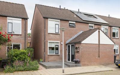 Engelwortel 76