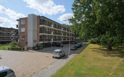 Boerhaavela. 6