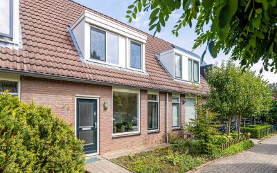 Paardebloem 6