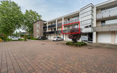 Hondsroos 10