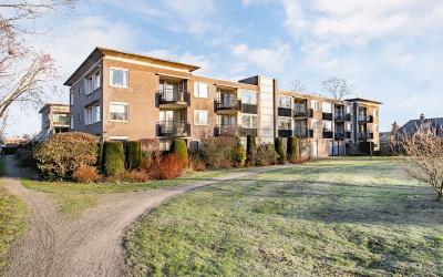 Hondsroos 24