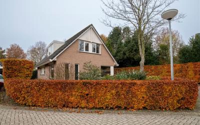 Sierduif 7