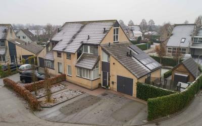 Pijlkruid 11