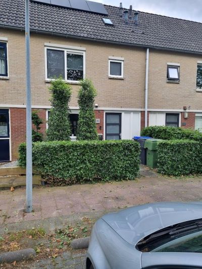 Citroenvlinder 126