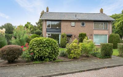 Boerhaavela. 13