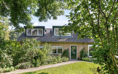 Boerhaavela. 28