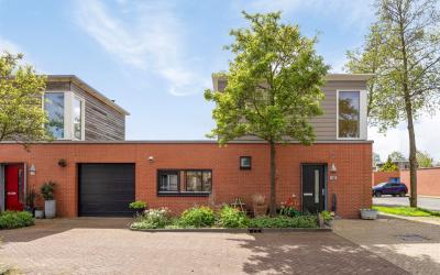 Goudplevier. 52