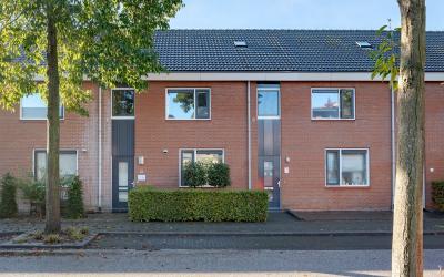 Pijlkruid 4