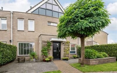 Paardebloem 19