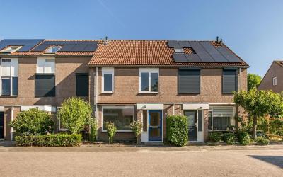 Pijlkruid 14