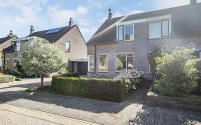 Ganzebloem 24