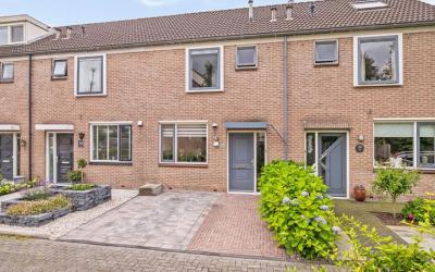 Goudplevier 41