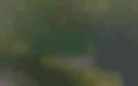 Dotterbloem 2