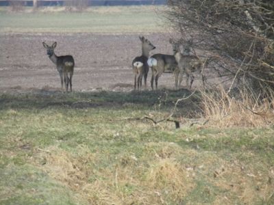 Exloërveen 26