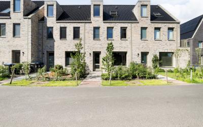 Pijlkruid 5