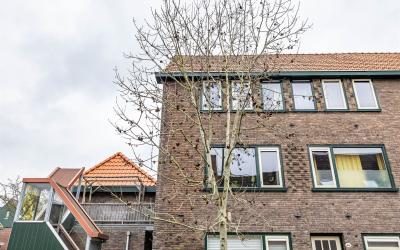 Goudenregen. 1