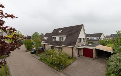 Zwanebloem 7
