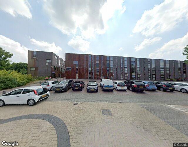 Kokardebloem 8