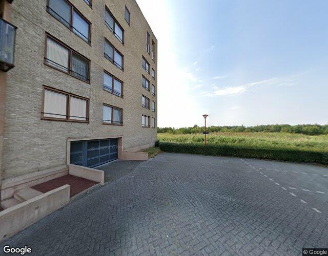 Korenbloem 6