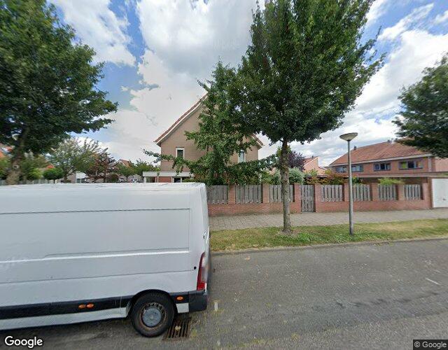 Groene Specht 19
