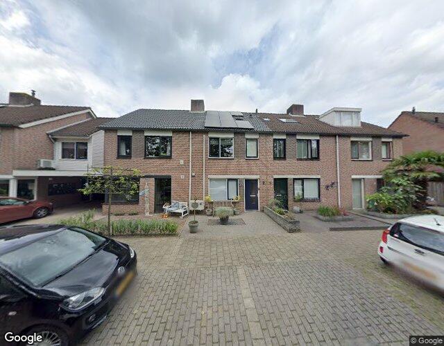 Sleutelbloem 36
